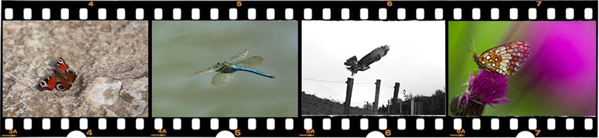 Portreti metuljev / Portraits of butterflies