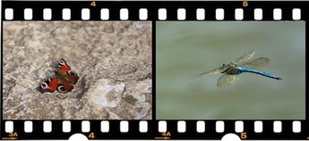 Portreti metuljev / Portraits of butterflies