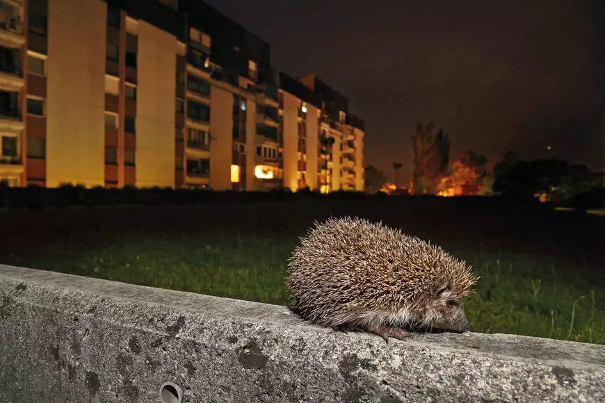 Fotografski natečaj Narava v Ljubljani ponoči