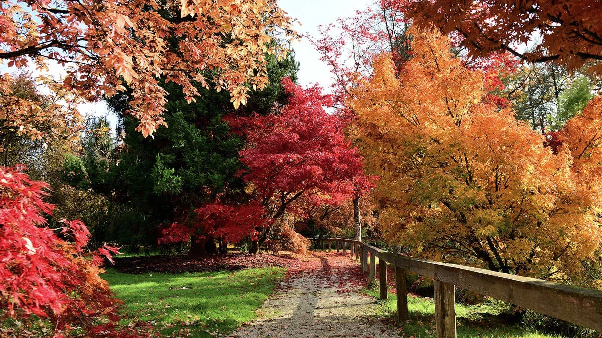 Natečaj Arboretum